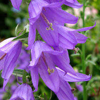 Adenophora liliifolia - Lilyleaf Ladybells - 10 Seed Pack - Exotic Perennial -Global Shipping- New