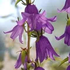Adenophora liliifolia - Lilyleaf Ladybells - 10 Seed Pack - Exotic Perennial -Global Shipping- New