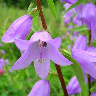 Adenophora liliifolia - Lilyleaf Ladybells - 10 Seed Pack - Exotic Perennial -Global Shipping- New