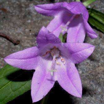 Adenophora liliifolia - Lilyleaf Ladybells - 10 Seed Pack - Exotic Perennial -Global Shipping- New