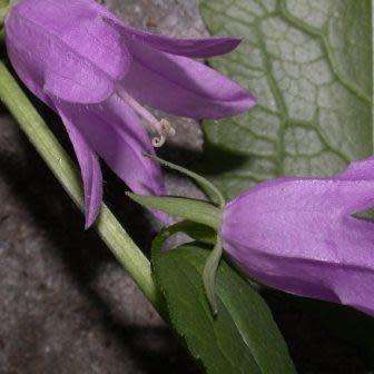 Adenophora liliifolia - Lilyleaf Ladybells - 10 Seed Pack - Exotic Perennial -Global Shipping- New