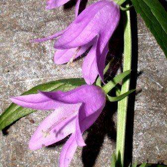 Adenophora liliifolia - Lilyleaf Ladybells - 10 Seed Pack - Exotic Perennial -Global Shipping- New
