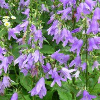 Adenophora liliifolia - Lilyleaf Ladybells - 10 Seed Pack - Exotic Perennial -Global Shipping- New