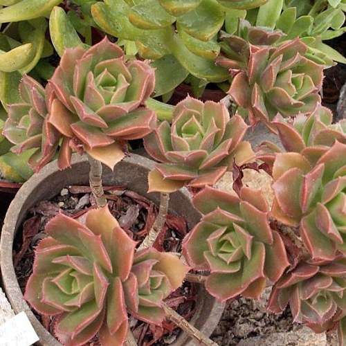 Aeonium decorum var. minor - 20 Seed Pack - Exotic Succulent - Combined Global Shipping - NEW