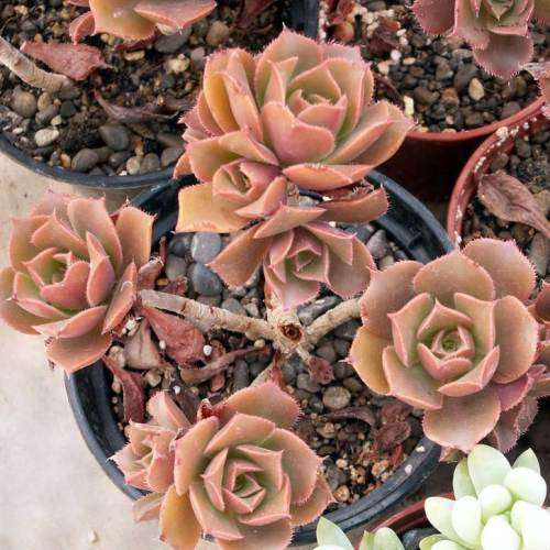 Aeonium decorum var. minor - 20 Seed Pack - Exotic Succulent - Combined Global Shipping - NEW