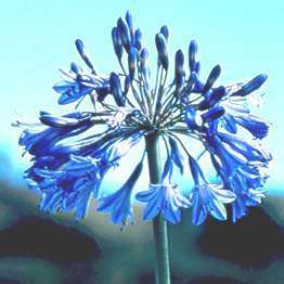 Agapanthus campanulatus - 5 Seed Pack - South African Indigenous Perennial Bulb - New