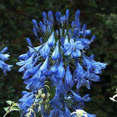 Agapanthus campanulatus - 5 Seed Pack - South African Indigenous Perennial Bulb - New