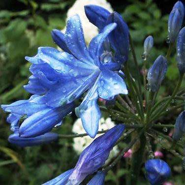 Agapanthus campanulatus - 5 Seed Pack - South African Indigenous Perennial Bulb - New