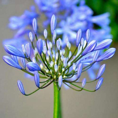 Agapanthus campanulatus - 5 Seed Pack - South African Indigenous Perennial Bulb - New