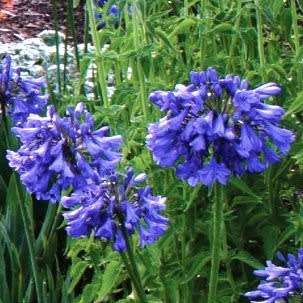 Agapanthus campanulatus - 5 Seed Pack - South African Indigenous Perennial Bulb - New