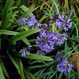 Agapanthus campanulatus - 5 Seed Pack - South African Indigenous Perennial Bulb - New