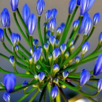 Agapanthus campanulatus - 5 Seed Pack - South African Indigenous Perennial Bulb - New
