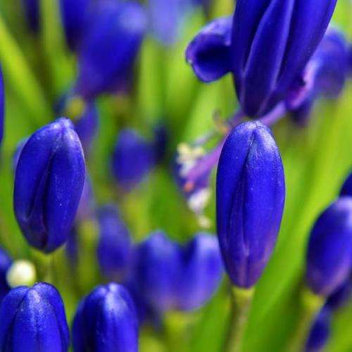 Agapanthus campanulatus - 5 Seed Pack - South African Indigenous Perennial Bulb - New