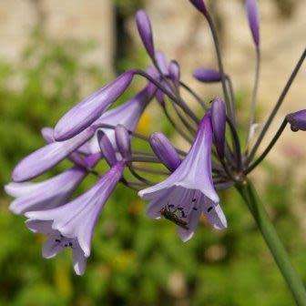 Agapanthus caulescens - 5 Seed Pack - South African Indigenous Perennial Bulb - Combined Global Ship