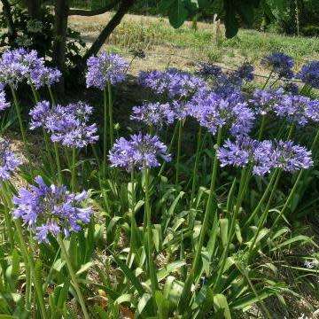 Agapanthus caulescens - 5 Seed Pack - South African Indigenous Perennial Bulb - Combined Global Ship