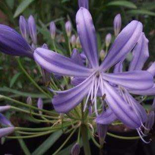 Agapanthus comptonii - 5 Seed Pack - South African Indigenous Perennial Bulb - New