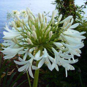 Agapanthus praecox White Seeds - South African Indigenous Perennial Bulb - Worldwide Delivery