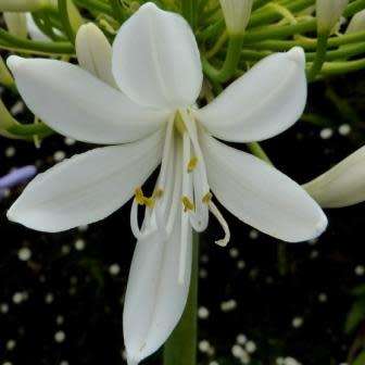 Agapanthus praecox White Seeds - South African Indigenous Perennial Bulb - Worldwide Delivery