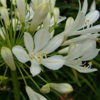 Agapanthus praecox White Seeds - South African Indigenous Perennial Bulb - Worldwide Delivery