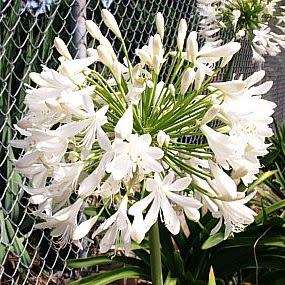 Agapanthus praecox White Seeds - South African Indigenous Perennial Bulb - Worldwide Delivery