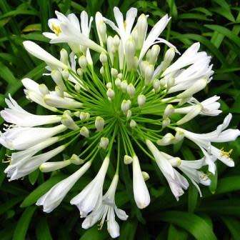 Agapanthus praecox White Seeds - South African Indigenous Perennial Bulb - Worldwide Delivery