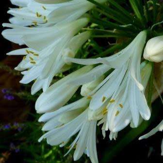 Agapanthus praecox White Seeds - South African Indigenous Perennial Bulb - Worldwide Delivery