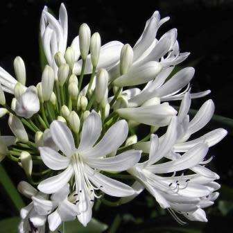 Agapanthus praecox White Seeds - South African Indigenous Perennial Bulb - Worldwide Delivery