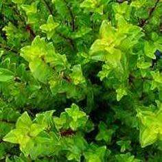 Agathosma betulina Seeds - True Boegoe / Buchu - Medicinal Plants from South Africa - NEW