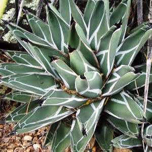 Agave ferdinandi-regis Seeds - Exotic Succulent - Worldwide Shipping, NEW