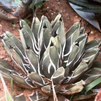 Agave ferdinandi-regis Seeds - Exotic Succulent - Worldwide Shipping, NEW