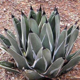 Agave ferdinandi-regis Seeds - Exotic Succulent - Worldwide Shipping, NEW