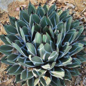 Agave ferdinandi-regis Seeds - Exotic Succulent - Worldwide Shipping, NEW