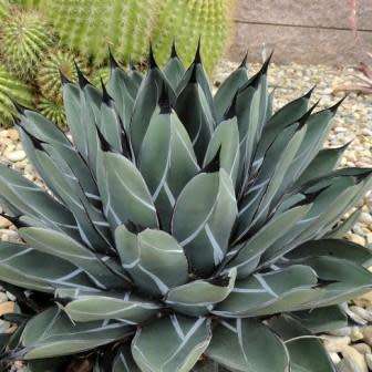 Agave ferdinandi-regis Seeds - Exotic Succulent - Worldwide Shipping, NEW
