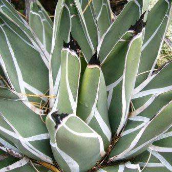 Agave ferdinandi-regis Seeds - Exotic Succulent - Worldwide Shipping, NEW