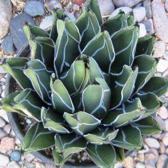 Agave ferdinandi-regis Seeds - Exotic Succulent - Worldwide Shipping, NEW