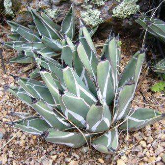 Agave ferdinandi-regis Seeds - Exotic Succulent - Worldwide Shipping, NEW