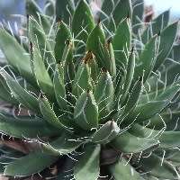 Agave polianthiflora - 4 Seed Pack - Exotic Succulent - Flat Ship Rate - NEW