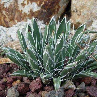Agave polianthiflora - 4 Seed Pack - Exotic Succulent - Flat Ship Rate - NEW