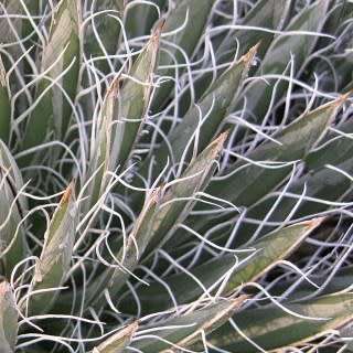 Agave polianthiflora - 4 Seed Pack - Exotic Succulent - Flat Ship Rate - NEW