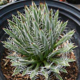Agave polianthiflora - 4 Seed Pack - Exotic Succulent - Flat Ship Rate - NEW