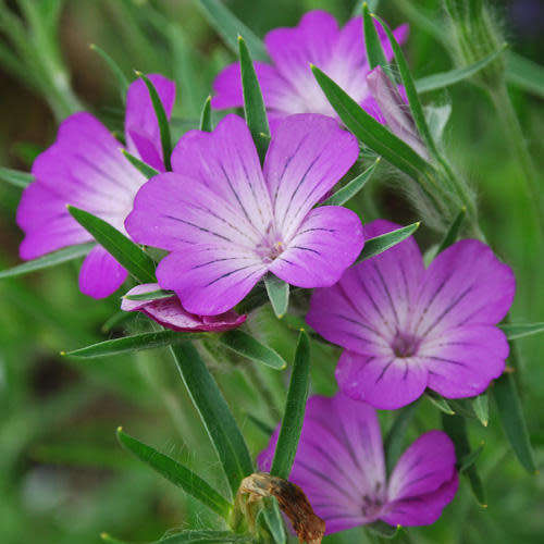 Agrostemma githago - Corncockle - 5 Seed Pack - Annual Cut Flower Attracts Butterflies - New