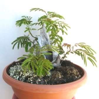 Albizia julibrissin - Persian Silk Bonsai - 5 Seeds + FREE Gifts Seeds + Bonsai eBook, NEW
