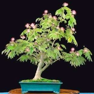 Albizia julibrissin - Persian Silk Bonsai - 5 Seeds + FREE Gifts Seeds + Bonsai eBook, NEW