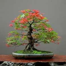Albizia julibrissin - Persian Silk Bonsai - 5 Seeds + FREE Gifts Seeds + Bonsai eBook, NEW