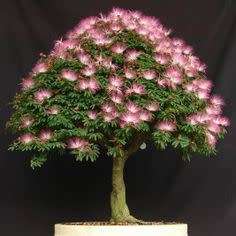 Albizia julibrissin - Persian Silk Bonsai - 5 Seeds + FREE Gifts Seeds + Bonsai eBook, NEW