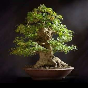 Alnus japonica - Japanese Alder Bonsai Seeds + FREE Gifts Seeds + Bonsai eBook, NEW