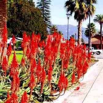 Aloe arborescens - Red Krantz Aloe Seeds - Indigenous Succulent - Worldwide Shipping, NEW