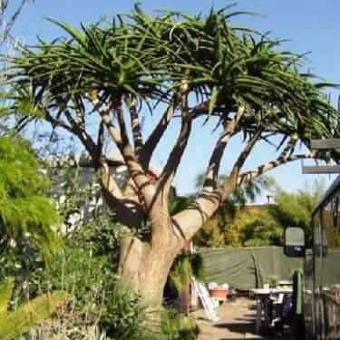 Aloe barberae -Tree Aloe - 5 Seed Pack - Indigenous Succulent - Worldwide Shipping, NEW
