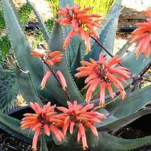 Aloe chabaudii Matapos Form Seeds - Indigenous Succulent - Worldwide Shipping - NEW