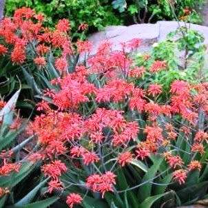 Aloe chabaudii Matapos Form Seeds - Indigenous Succulent - Worldwide Shipping - NEW